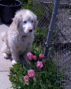 Gracie and Tulips 2011 edition