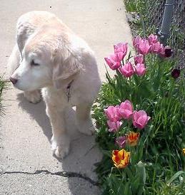 Gracie and Tulips 2013 edition
